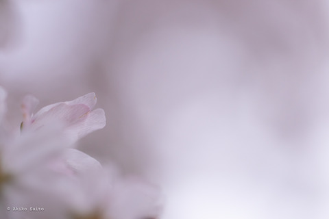 2303sakura-1