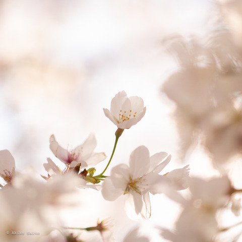 2303sakura-6