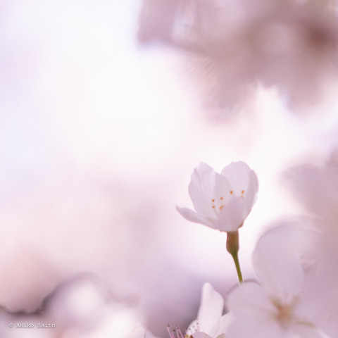 2303sakura-7