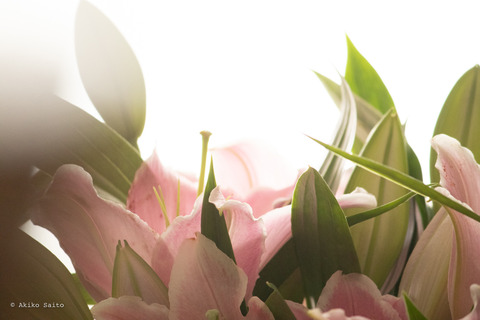 lily-1