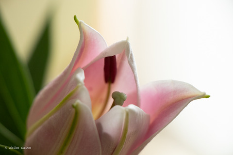 lily-9