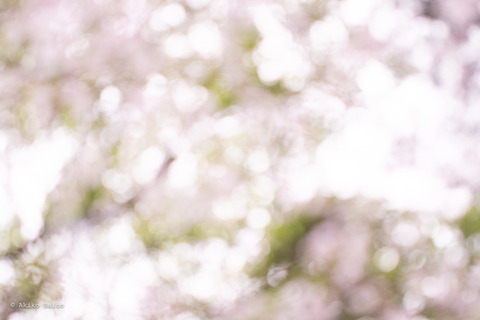 2303sakura-3