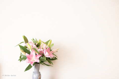 lily-3