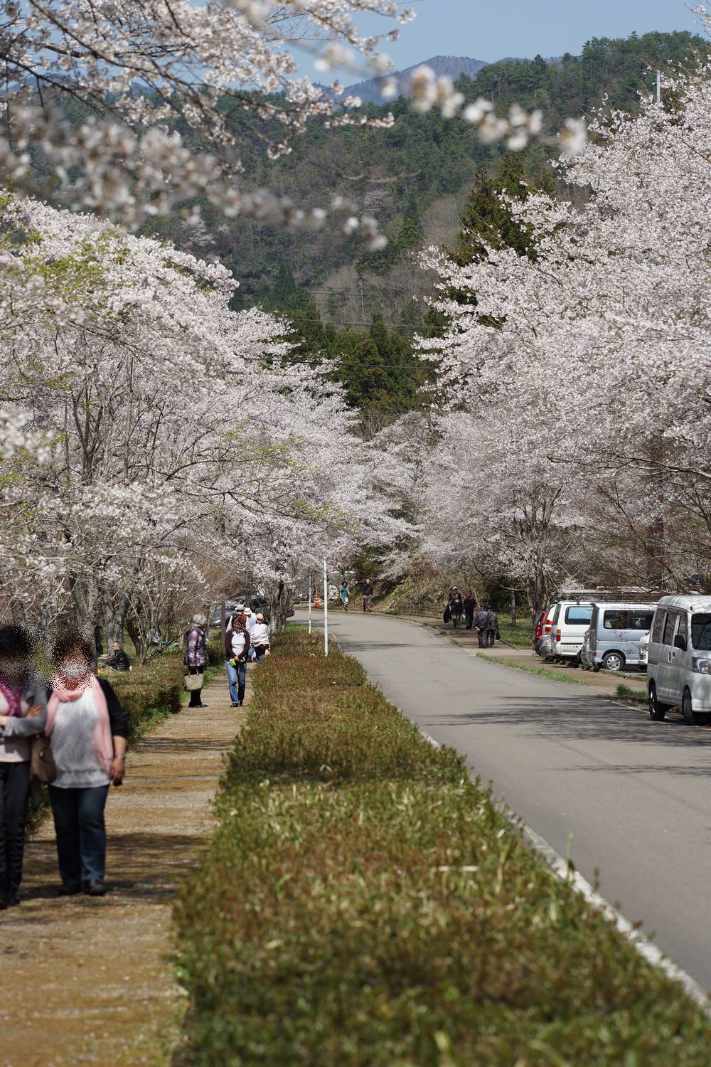 寺尾ヶ原千本桜公園 新築注文住宅 不動産の東海ホーム建設 東海市 知多市 大府市 寺尾ヶ原千本桜公園 新築注文住宅 不動産の東海ホーム建設 東海市 知多市 大府市