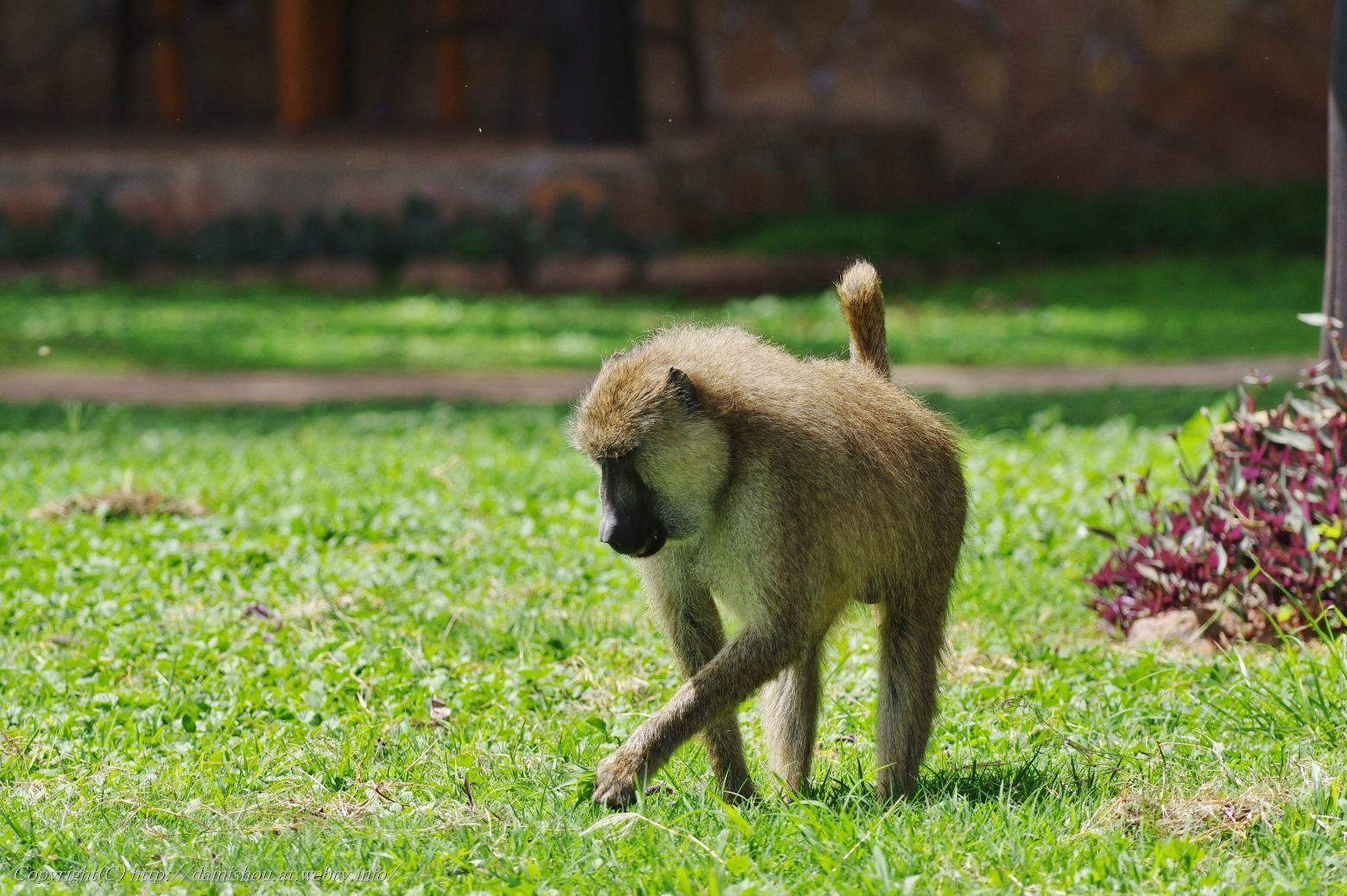 ケニア タンザニア旅行記 4 旅の空 人生の第二章