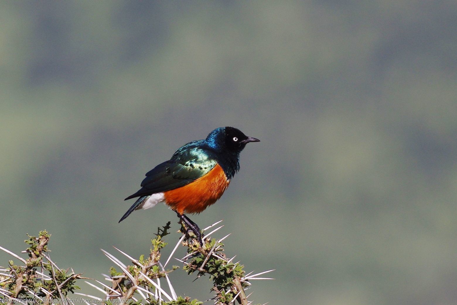 ケニア タンザニア旅行記 7 旅の空 人生の第二章