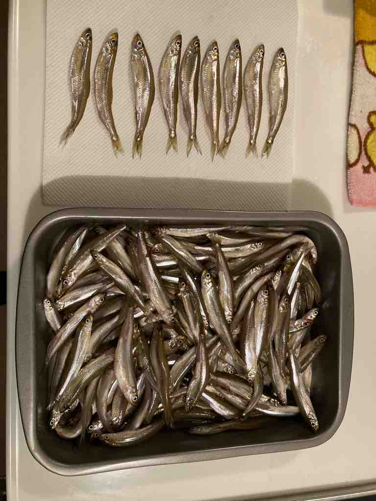 秋元湖ワカサギ 福島県わかさぎ釣りと時々その他