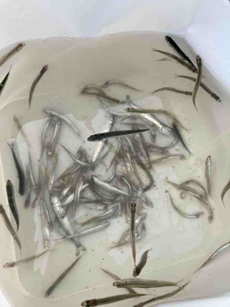 稚鮎釣り 福島県わかさぎ釣りと時々その他