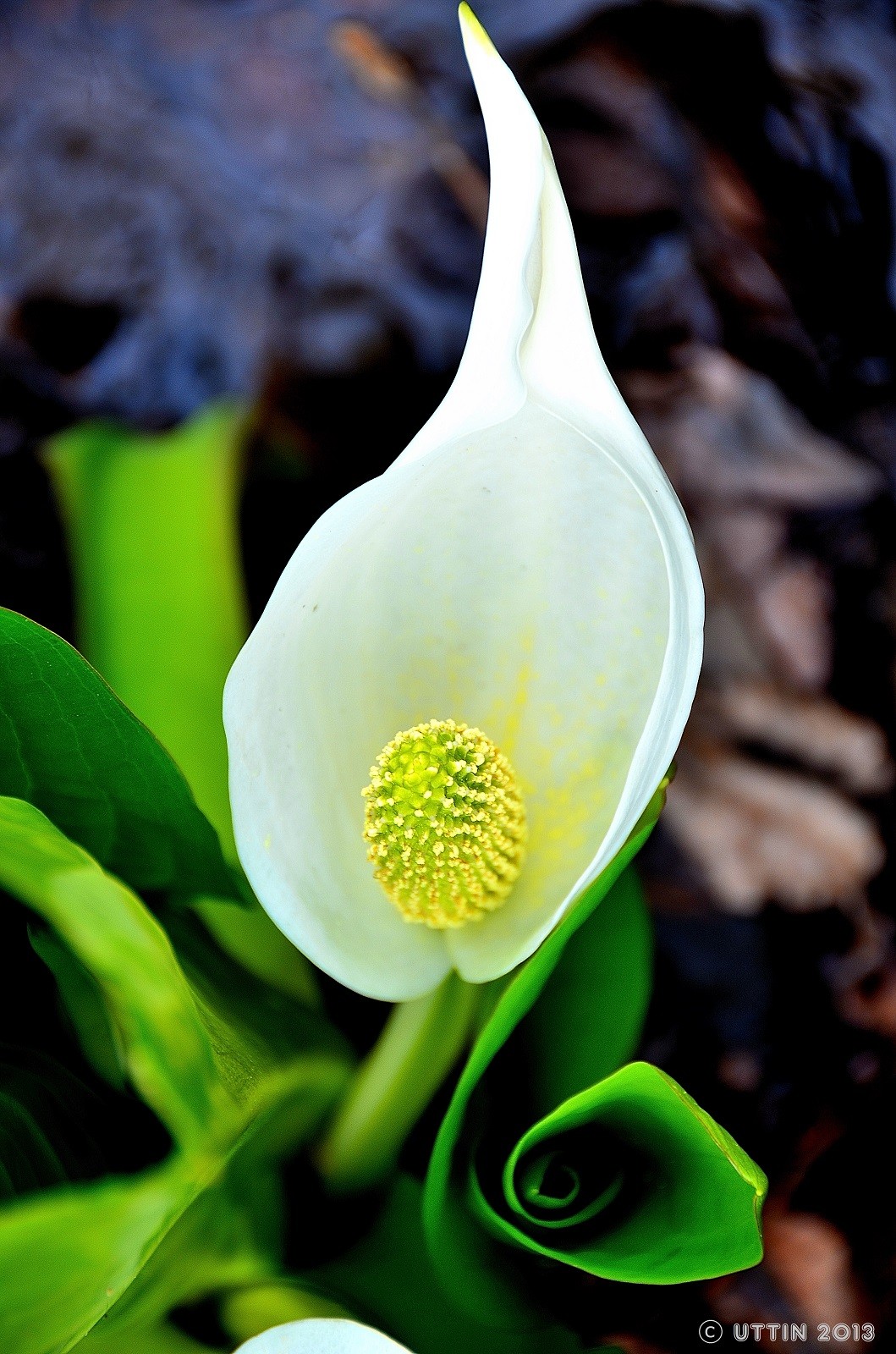 くるくる葉っぱの水芭蕉 風景と雲の写真集