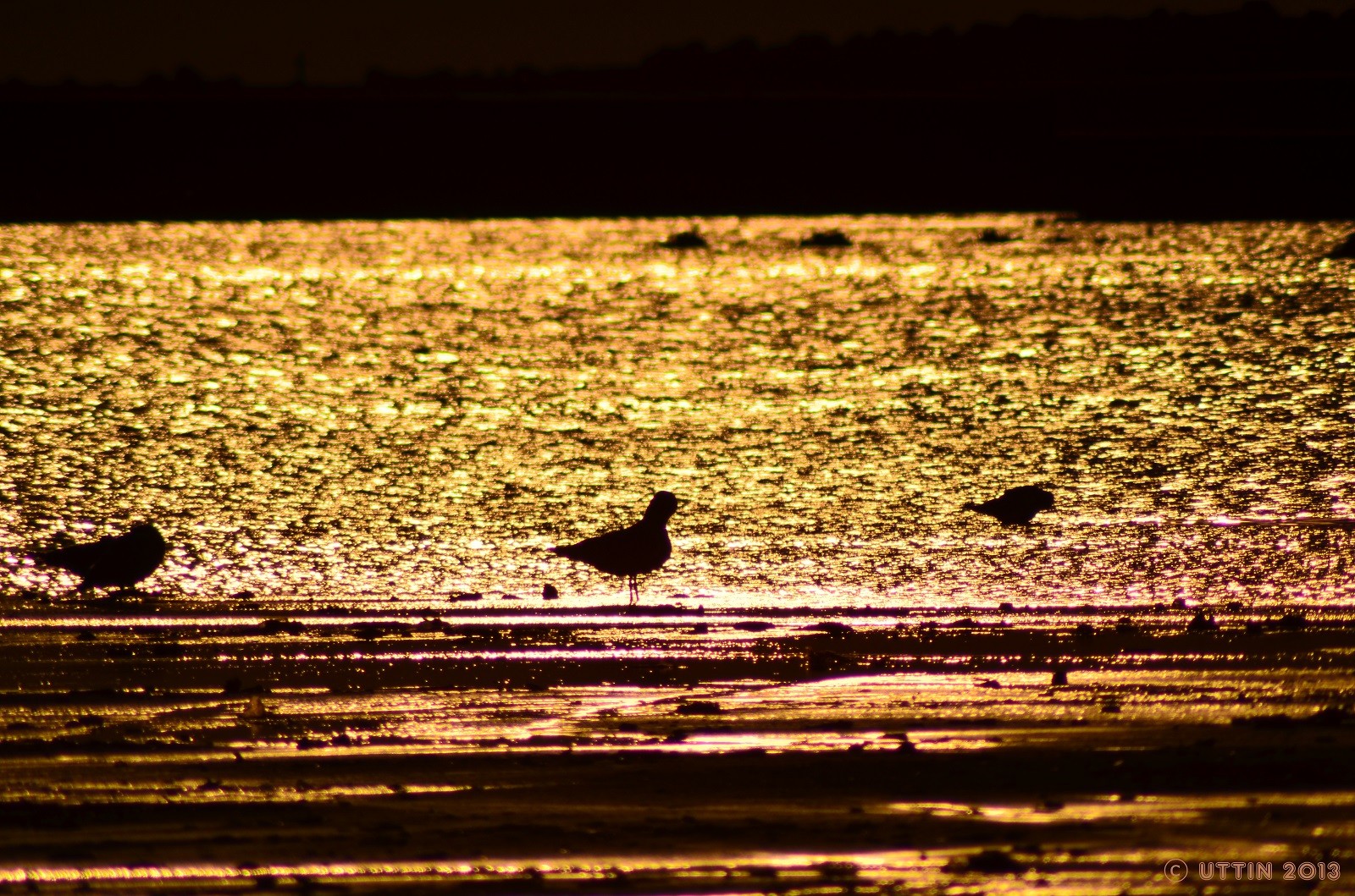 金色に輝く海と ポーズが決まってるカモメの写真 風景と雲の写真集