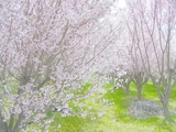 2008-4-21-sakura-1