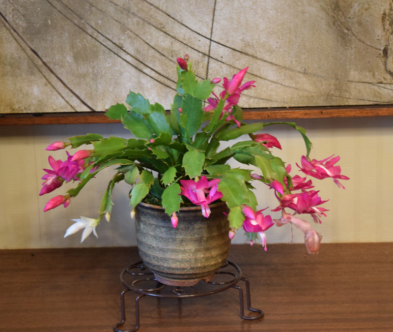 デンマークカクタス6種類を寄せ植え : Fumble or Fumble