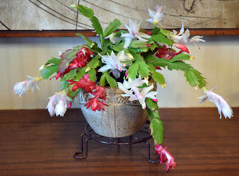 デンマークカクタス6種類を寄せ植え : Fumble or Fumble