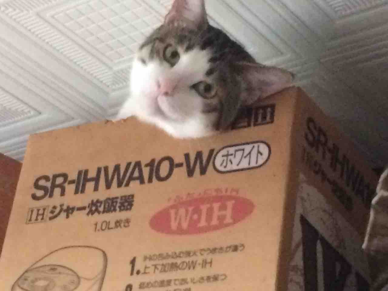 本日食パンは焼かないで食べました ロクオス 猫オス5匹 人オス1匹 本日食パンは焼かないで食べました ロクオス 猫オス5匹 人オス1匹