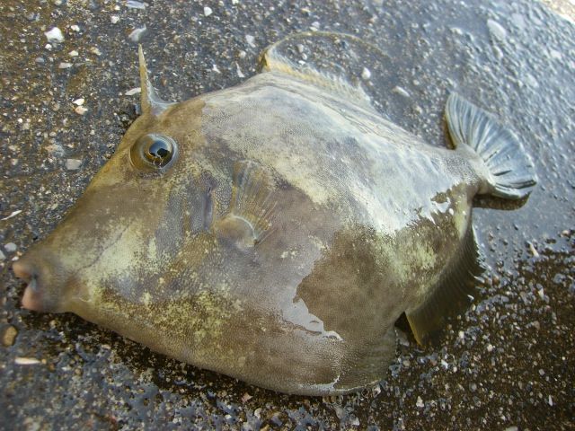 カワハギ釣りをルアーロッドで釣り上げる In食コン 関西の海釣り入門