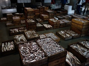 宇和島魚市場