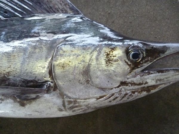 バショウカジキ 宇和島蒲鉾協同組合 公式ブログ