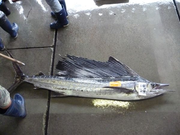 バショウカジキ 宇和島蒲鉾協同組合 公式ブログ