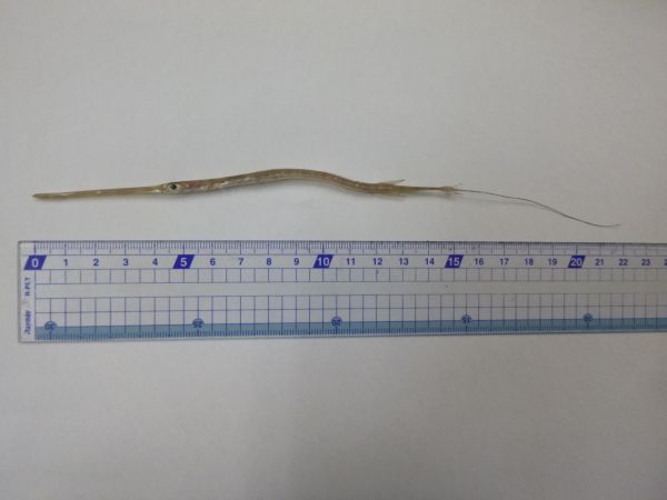 ヤガラの子供 宇和島蒲鉾協同組合 公式ブログ ヤガラの子供 宇和島蒲鉾協同組合 公式ブログ