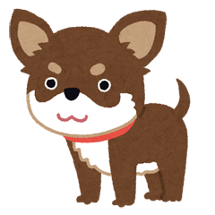 dog_chihuahua_choco_tan