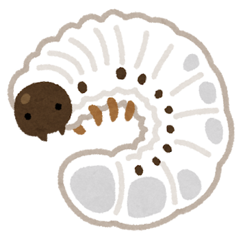 bug_kabutomushi_youchu