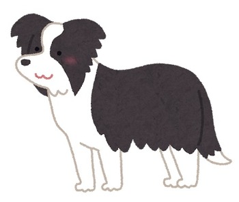 dog_Border_Collie