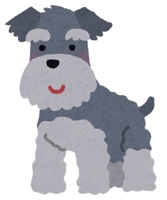 dog_miniature_schnauzer