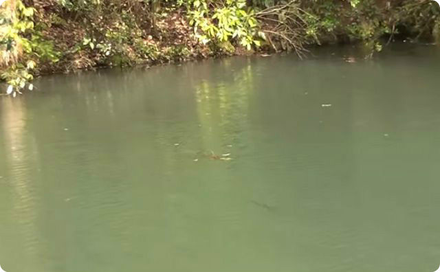 【謎の生物】 公園の川で正体不明の生き物を目撃したんだが…これ何だと思う？