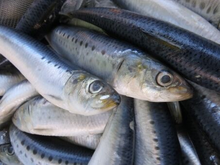 【前触れ】 北海道でイワシの大群が漁港に押し寄せ…養殖魚の「トラウトサーモン1万匹超、ホッケ2000匹」も全滅