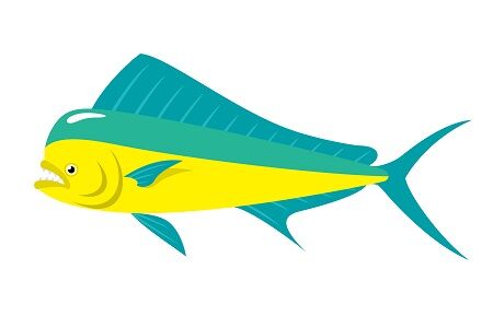 サケ不漁の北海道 代わってハワイの魚マヒマヒ、フグ大漁 海水温上昇が一因か