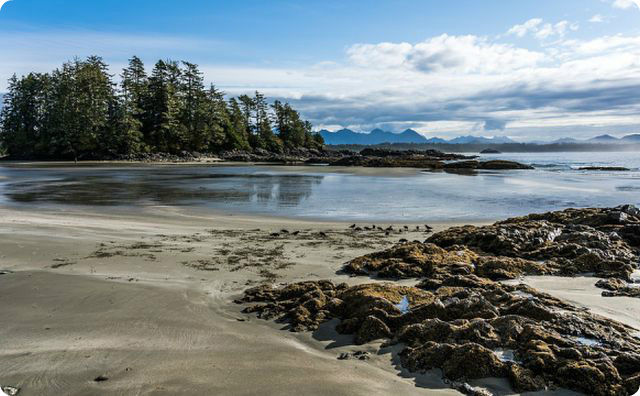 オオウミガラスが絶滅した理由、知れば知るほど後味が悪すぎる