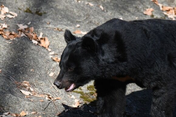 警察さん「あ、銃でクマ撃退すんの無理かも…」