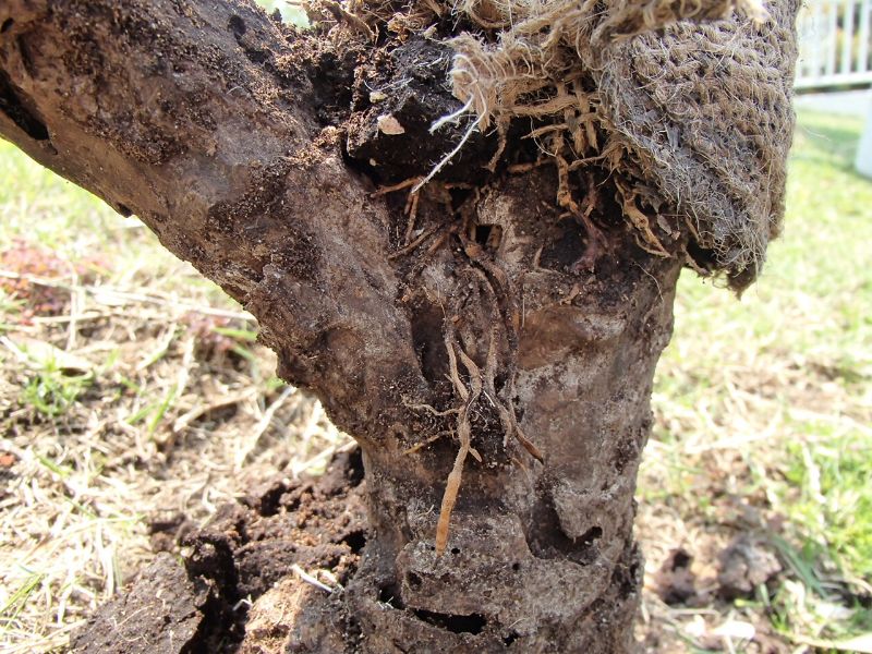 オリーブの発根 明日 世界が滅びるとしても 今日 私は庭の木を植える