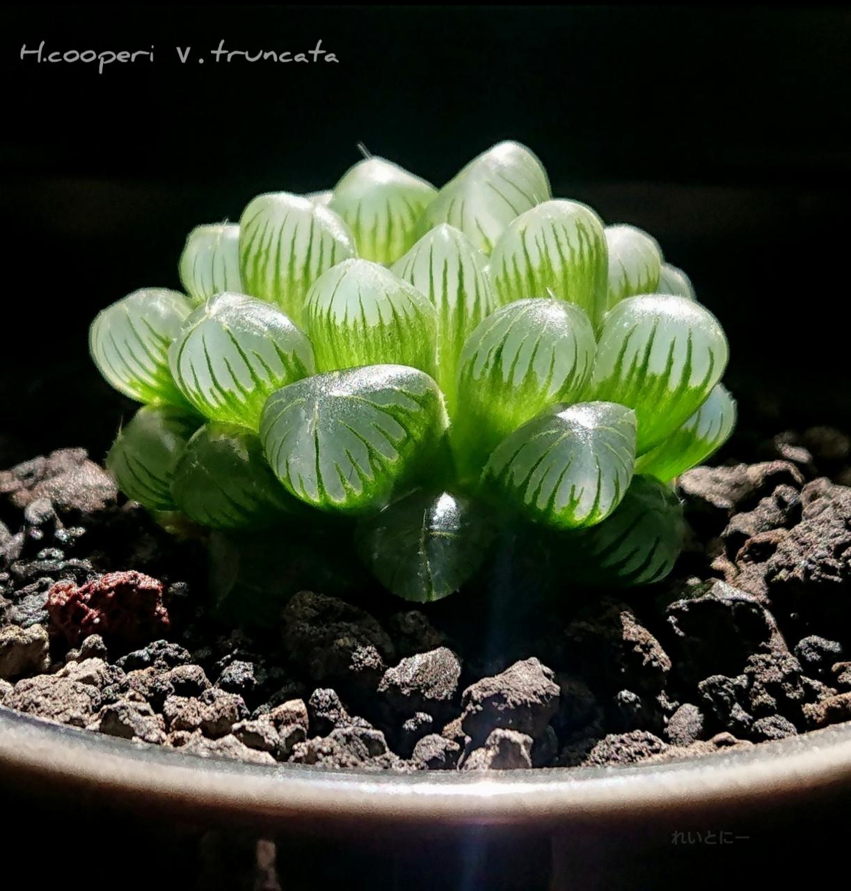 トルンカータ H Truncata すりガラス