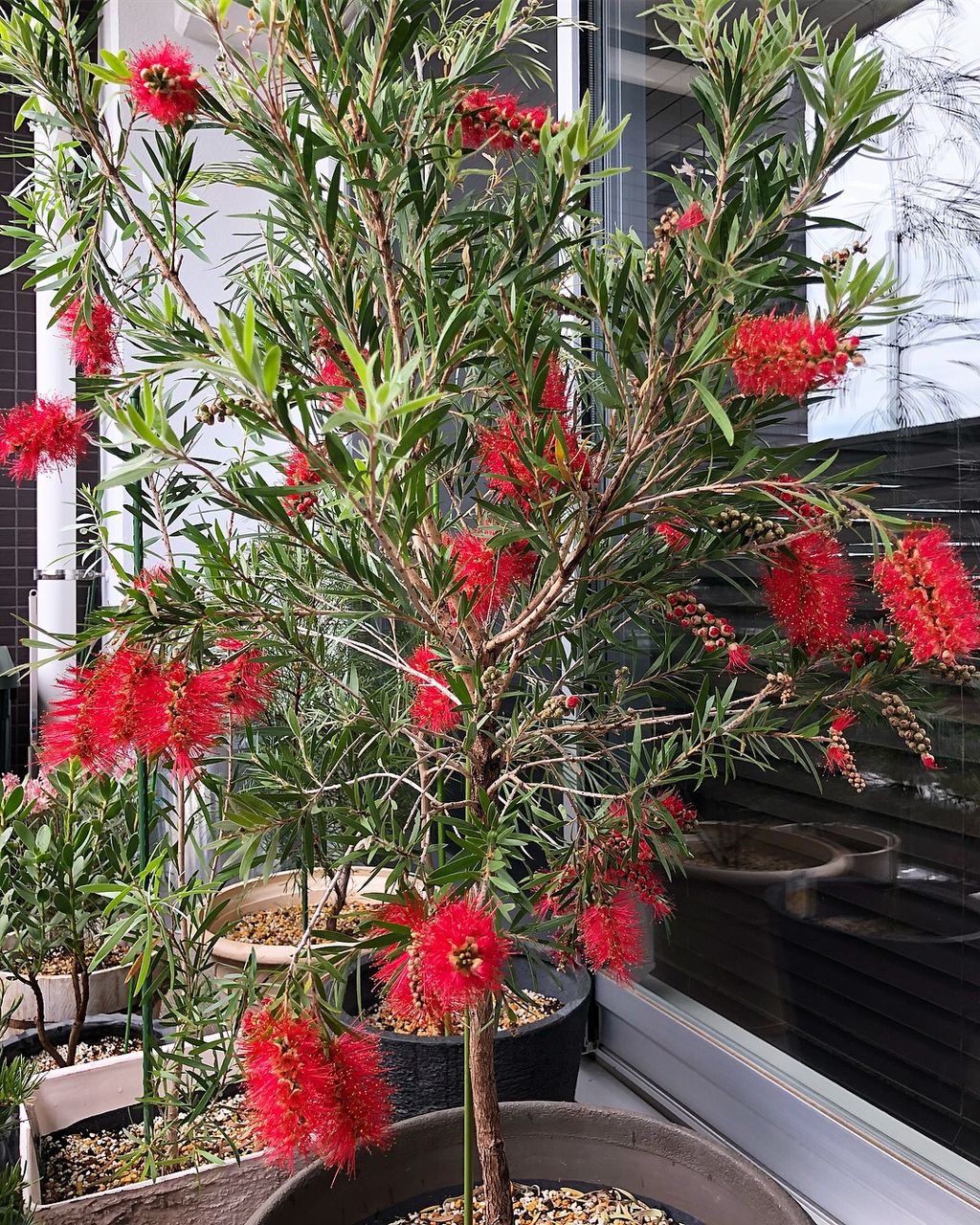Bottlebrush カリステモン 金宝樹 ブラシの木 Pasatiempo