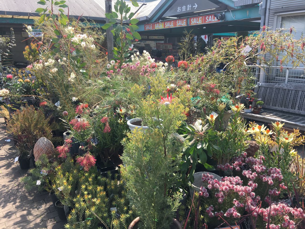 オージー プランツ オージープランツ 入荷