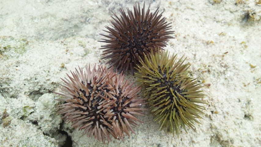 離島編 水納島その52 ウニ取り少女 気付いたら 歩いて日本一周してました