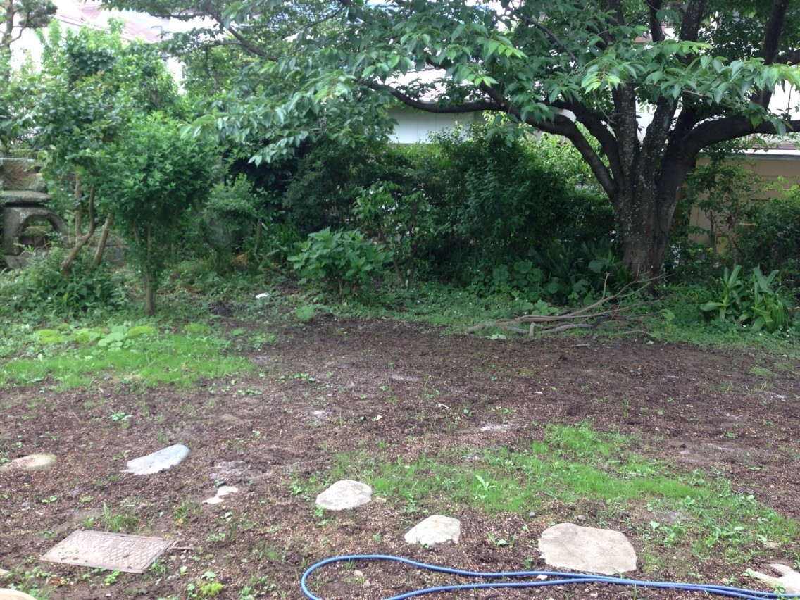 芝を種から 庭日記