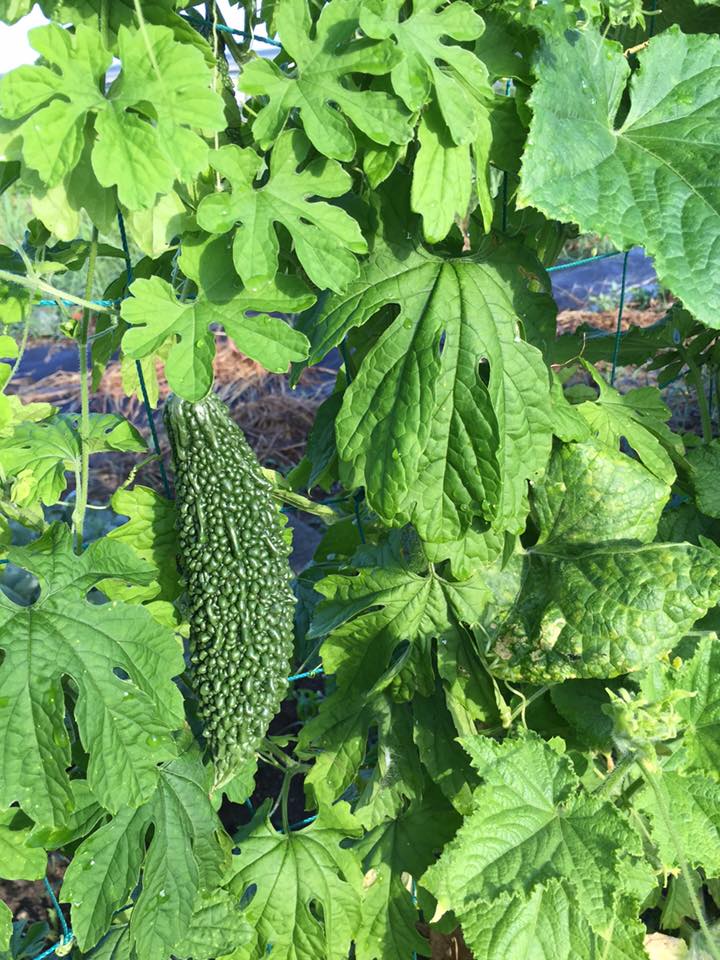 ゴーヤの葉っぱ フィリピン嫁との二人三脚 身の丈で綴る日頃の日記