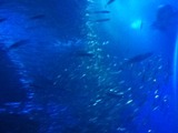 IMG_0037