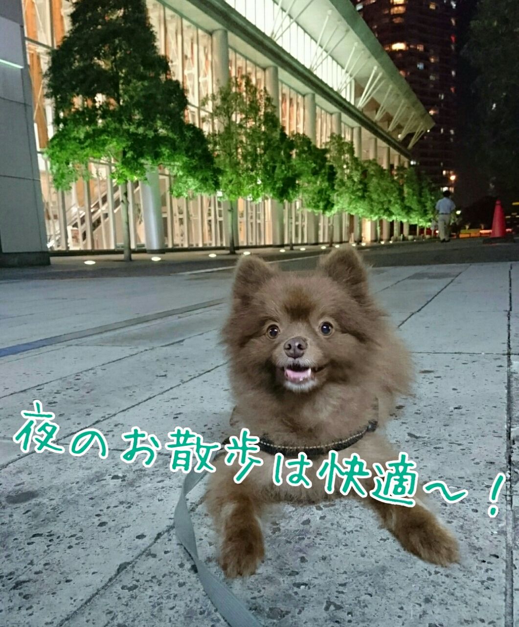 ガウガウ犬の肥満細胞腫~闘病ブログ~
カテゴリ:肥満細胞腫 >
イマチニブ(グリベック)の副作用
白血球が増えました!イマチニブの副作用