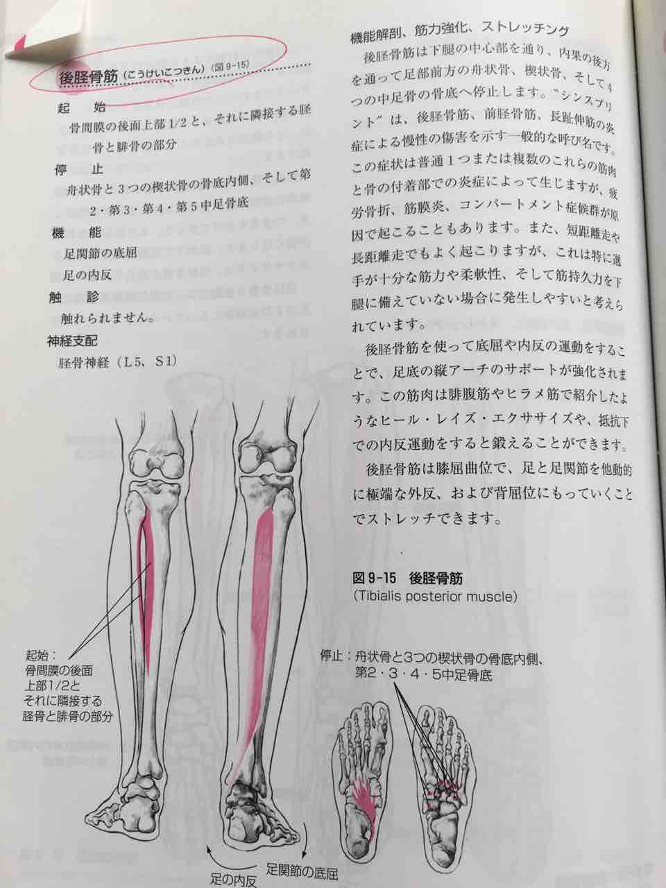 最近見つけた筋肉の張りたち バーリトゥード日記