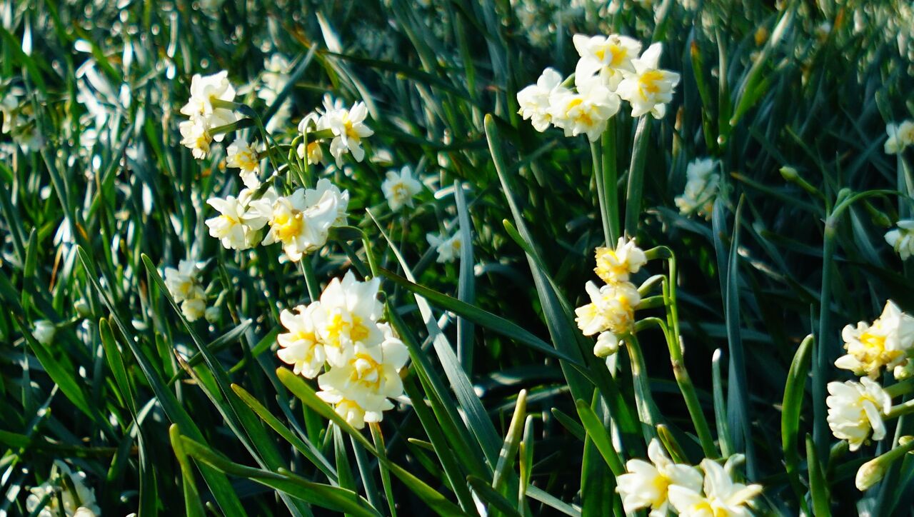1月18日 城ヶ島の水仙 遠い海 遠い街