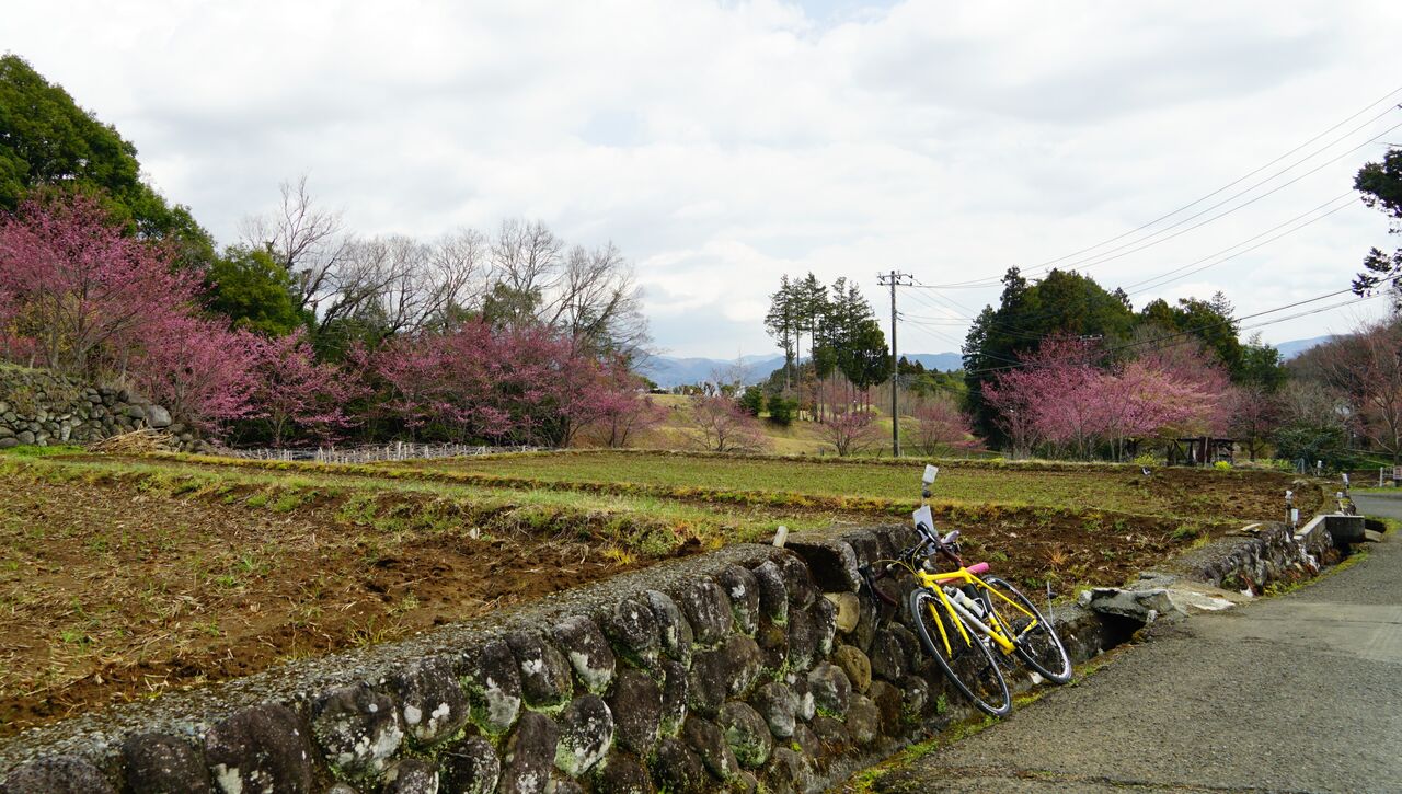 3月日 花咲く里山の大雄紅桜はまだ早かった 遠い海 遠い街