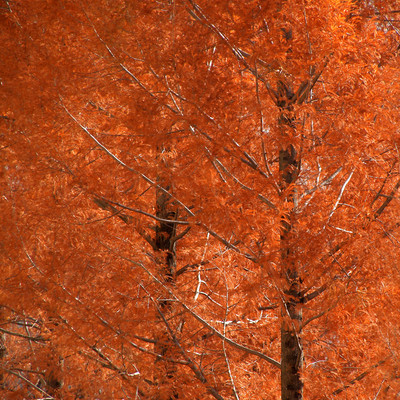 E-300 + Leica D Vario-Elmar 14-150mm F3.5-5.6