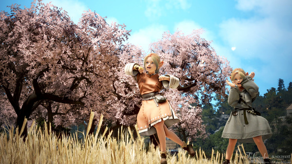 黒い砂漠 シャイ 桜