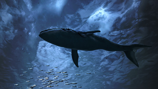 黒い砂漠 テルミアンウォーターパーク クジラ