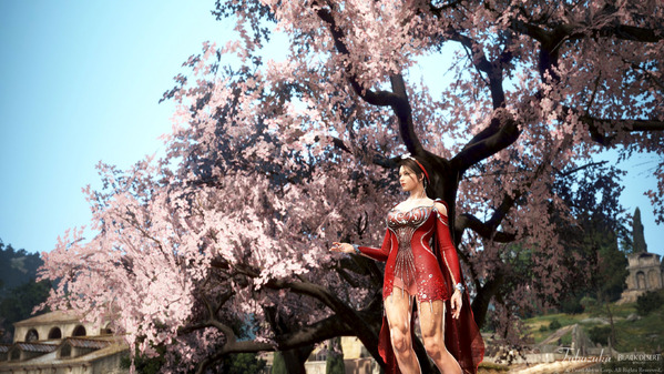 黒い砂漠 ウサ 桜