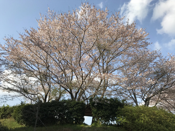 桜ソメイヨシノ2018_1