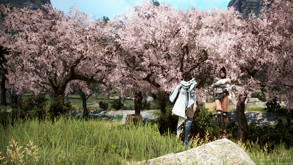 黒い砂漠 桜装飾2025 くノ一 レンジャー
